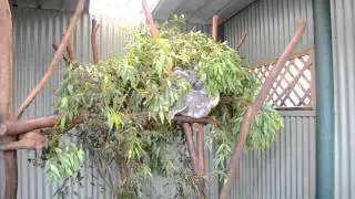 Коала (март 2012)