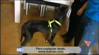 Pre - ADIESTRAMIENTO CACHORROS | LealCan Adiestramiento