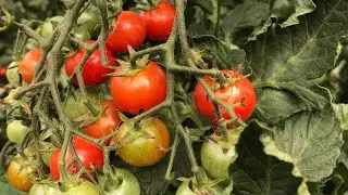 Comment planter des TOMATES CERISES