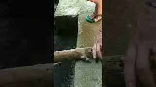 DIY DRIFTWOOD for Aquascape