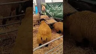Ireland ploughing championship 2025 #music #movie #song #dance #remix #irlanda #ploughingvideos