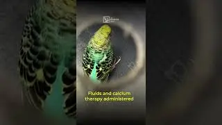 Egg Bound Budgie Saved! | The Exotics Vet