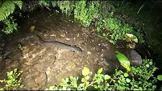 Feeding Eels 28 Jan 2026