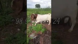 Full-blood male diesel @royalboergoatfarm2828 #boergoatfarm #boergoat #animals #fullblood #full