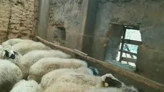 Besiye çekilen hayvanlara, direk arpa verilmez