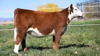 Vickland Show Cattle: Tag 559N