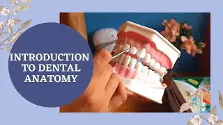 Dental Anatomy Introduction | Basic Dental Terms | BDS 1st year