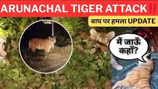 ARUNACHAL TIGER ATTCK BIKER ‼️ Update 