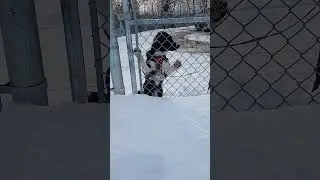 little Dog looking like he wa ts to go Skating at the Ice Oval .
