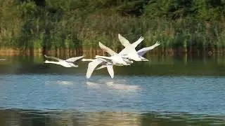 Tiefflug der H&ouml;cker _ schw&auml;ne, kurze Flugszene am M&uuml;hlbach / M&uuml;hlteich _ #Vogelbeobachtung