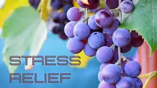 Stress Relief, Relaxing Music, Wine grapes