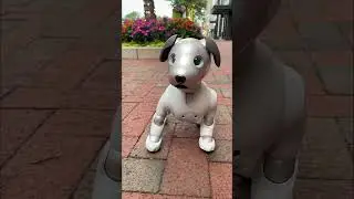 This robot dog wants to be a sled dog
