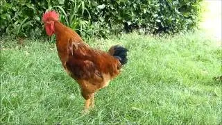 Cocorico, mon coq chante.