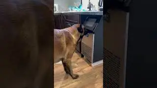 Dog Makes Ice Pack For Injury #dog #smartdog #doghelp