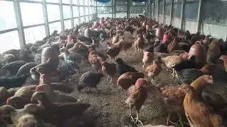 আলহামদুলিল্লাহ,আমার মুরগি সুস্থ আছে ইনশাল্লাহ #chicken #chickenfarm #sonali #farm #omg #amazing 