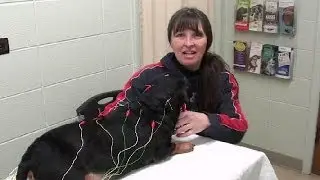 Helen S. Reviews Integrative Veterinary Services of Missouri (IVSMO)