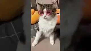 Cat Putting Fashion Glasses #fashion #show #glasses  #funny #cat #shorts
