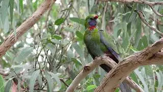 Nature, Forest and Bird Sounds , Relaxing Stress Free , Connect with Nature