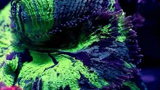 FiedelReef pr&oacute;ba V2