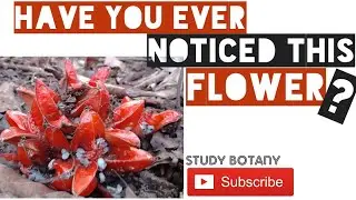 HAVE YOU EVER NOTICED THIS PLANT ? // GINGER FAMILY // STUDY BOTANY // LEARNING WITH MUSIC.