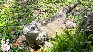 A day at the Zoo!