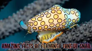 AMAZING FACTS OF FLAMINGO TONGUE SNAIL  #FlamingoTongueSnail #MarineLife #UnderwaterBeauty 🌊🐌