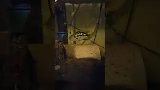 BABY JAGUAR CICHLID UPDATE!!