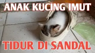ANAK KUCING IMUT TIDUR DI SANDAĹ