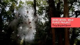 Bear Wood at Wild Place Project, Bristol