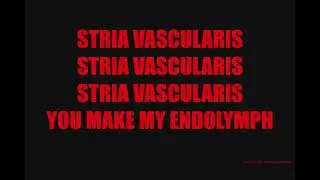 Bloody Stripe - a punk-rock ode to the stria vascularis