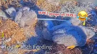 #141🦅🐥23°🐥18°／Winter Park Eagle Nest 2026／Against All Odds:One-Eyed Mom／by Winter Park Eagle Cam