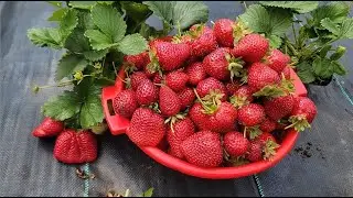 Сбор клубники, золотистых слив и красного картофеля.