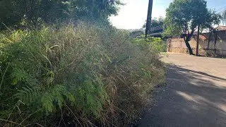 Mato alto: Prefeitura de Limeira aplica multas a donos de im&oacute;veis