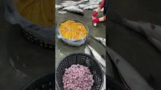 Thousands of mullet fish cut to find valuable roe #mulletroe #fishprocessing #viralreels