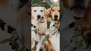 Dogs Wedding 💍 #love #dog #dogs