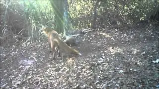 Urban fox at bait station