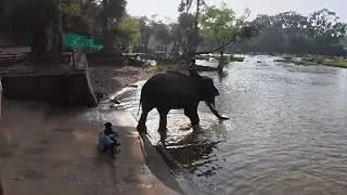 Dubare elephant camp Coorg vlog