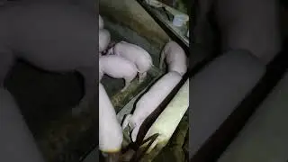 okay na.. hindi na nagtatae. apralyte lang sapat na