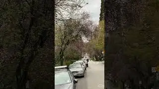 Moss Covered Tree in Westend Vancouver Rocks!