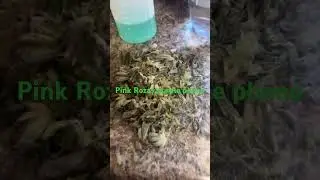 Dry trimming pink Rozay