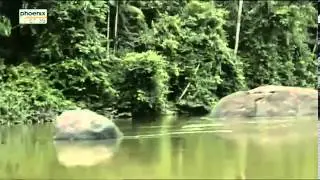 Tief im Regenwald  Im Bann des Kaimans Doku Deutsch &uuml;ber die Kaimane Teil 1