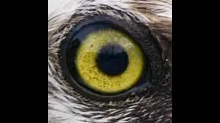 OspreyLIVE