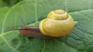 Little creatures - White lipped snail / Cepaea hortensis