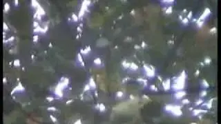 Babbler, Chestnut-backed Scimitar - Pomatorhinus montanus.flv