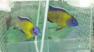Aulonocara stuartgranti blue neon Undu reef&hellip;9-10cm&hellip;&ldquo;烏都礁&rdquo;藍黎明孔雀