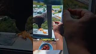 This man accidentally fed an eagle and back with a surprise 🔥#eagle #usa #shorts #pets