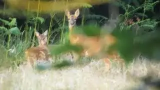beautiful roe kids