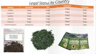 What is Salvia and Where is it Legal?