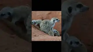 Meerkat mumma & her babies
