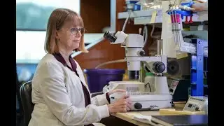 How Stowers Scientists Found the DNA Site Where Robertsonian Chromosomes Fuse